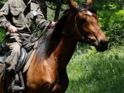 Кадыров назвал настоящую стоимость попавшего под санкции и украденного жеребца Зазу