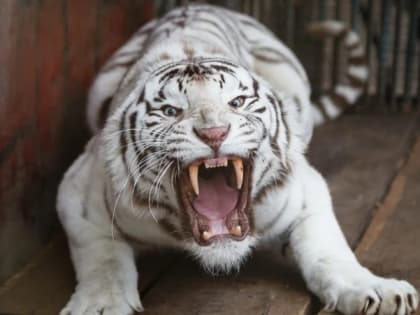 Две тигрицы сцепились во время выступления в Кисловодском цирке