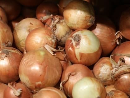 Более 20 тонн лука экспортировали со Ставрополья в Сербию