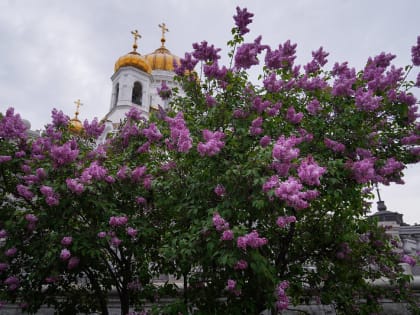 Митрополит Кирилл сослужил Святейшему Патриарху за Божественной Литургией в Храме Христа Спасителя