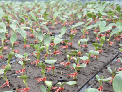 Под бахчевые культуры на Ставрополье в 2023 году отвели более 600 га