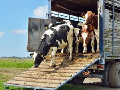 Управление Россельхознадзора согласовало маршруты перевозки животных из Ставропольского края в пять регионов
