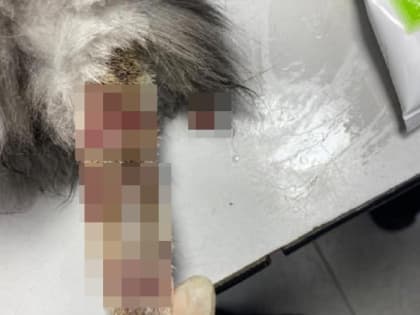 Юный живодер безжалостно пилит хвосты котам на окраине Ставрополя