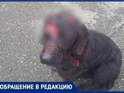 Неизвестный превратил собаку в окровавленное месиво в разгар новогодних праздников в Ставрополе
