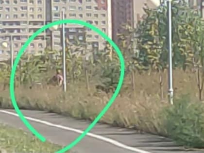 Пожилой онанист ежедневно появляется в Юго-Западном районе Ставрополя