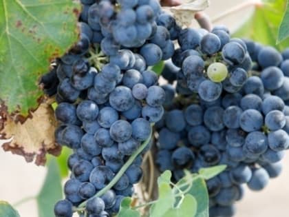 Более 250 тонн винограда импортировало Ставрополье из Узбекистана и Индии