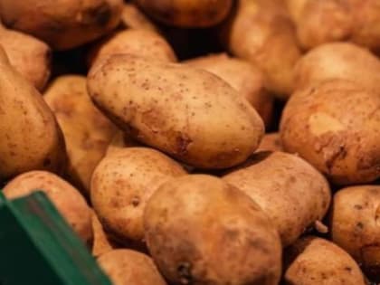 Овощеводы Ставропольского края получили более 227 млн рублей субсидий