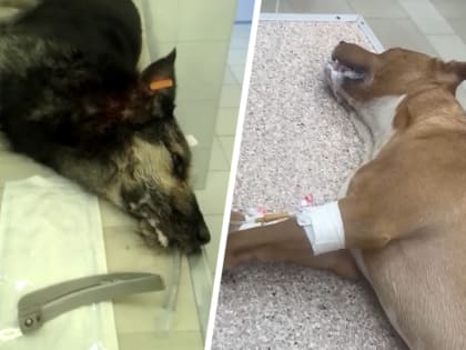 Об отравлении домашних собак на улицах города предупреждают волонтеры Ставрополя