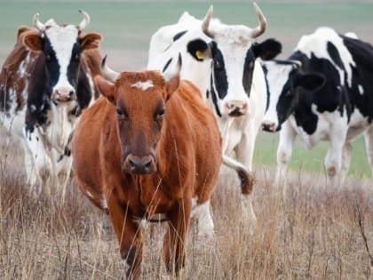 Свыше 13 тыс. тонн говядины произвели на Ставрополье в 2023 году