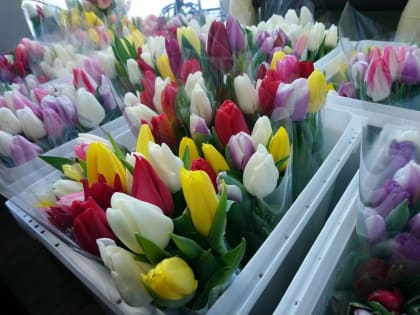 6 и 7 марта в Ставрополе пройдет около 20 мероприятий в честь Международного женского дня