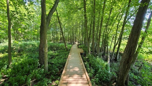 Sifton Bog