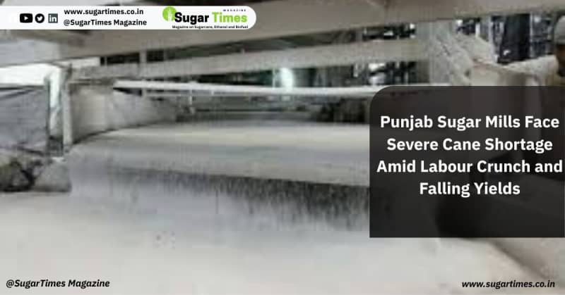 Punjab Sugar Mills Face Severe Cane Shortage Amid Labour Crunch and Falling Yields