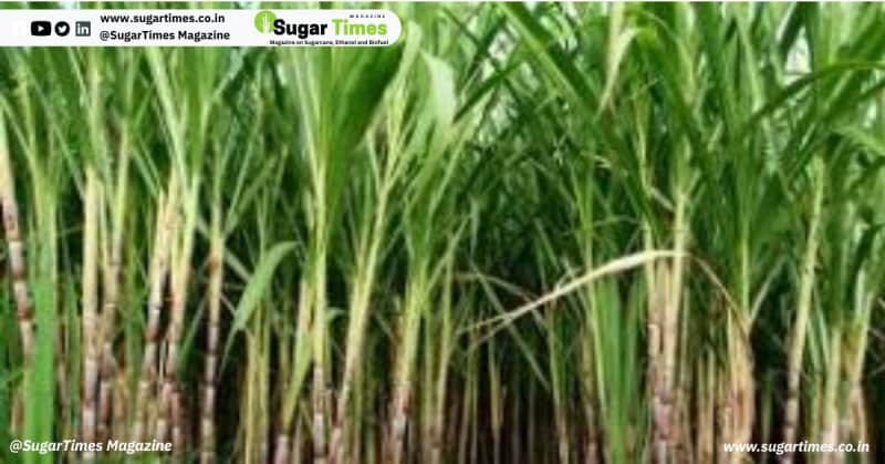 Bajaj Sugar Mill Buys Over Half of This Season’s Cane Without Paying Farmers, Old Dues Still Unpaid