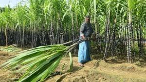 बिहार: सरकार ने गन्ना क्षेत्र के लिए 49 करोड़ रुपये के प्रोत्साहन की घोषणा की, किसानों के लिए डिजिटल सुगमता का वादा किया