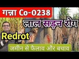 लाल सड़न के कारण जरूरी है को. 0238 का विस्थापन