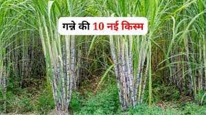 10गन्ने की नई किस्मों कृष्णा और लाहिड़ी से बढ़ेगा उत्पादन