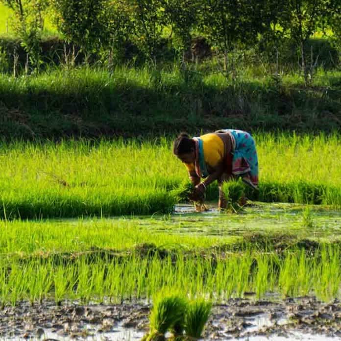 तमिलनाडु: TNAU ने 2025 के लिए 19 नई फसल किस्में जारी की