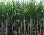 Haryana: New sugarcane varieties to boost sugarcane production in Sonipat