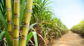 Sugar season 2024-25: Nine sugar mills end sugarcane crushing operations in Maharashtra