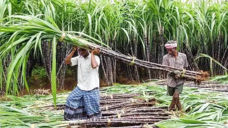 Sugarcane Price: बिहार में गन्ना की कीमत तय, सभी चीनी मिलों तक पहुंची सरकार की नई रेट लिस्ट