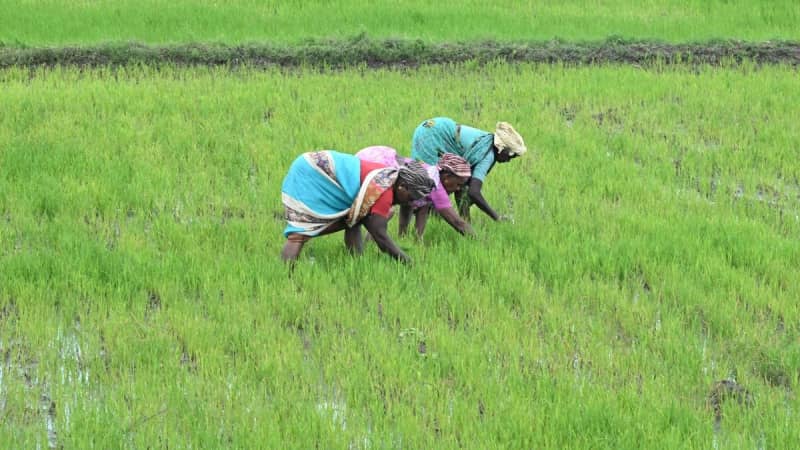 Centre launches scheme to promote natural farming