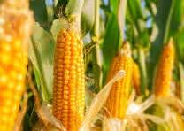 Extend cut-off date for registering maize crops under PMFBY, say farmers