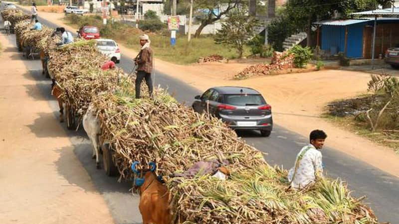 Maharashtra’s sugarcane crushing season faces further delays due to elections