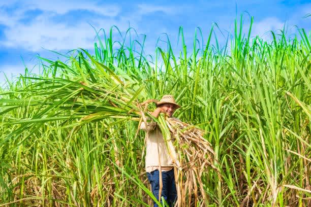 Amroha: Sugarcane department team inspects sugarcane survey work