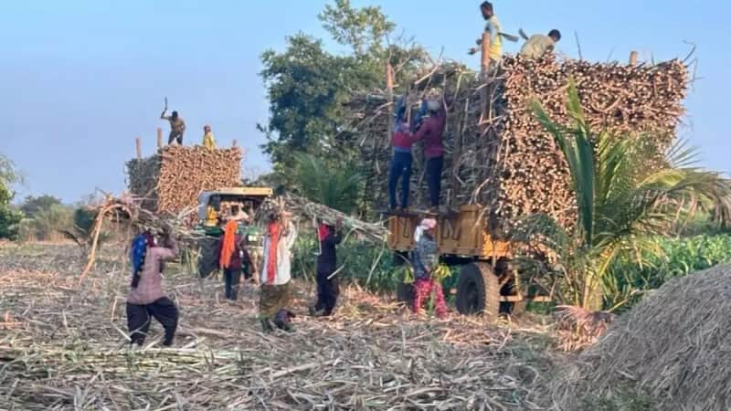 Maharashtra mills produce 109.36 lt of sugar