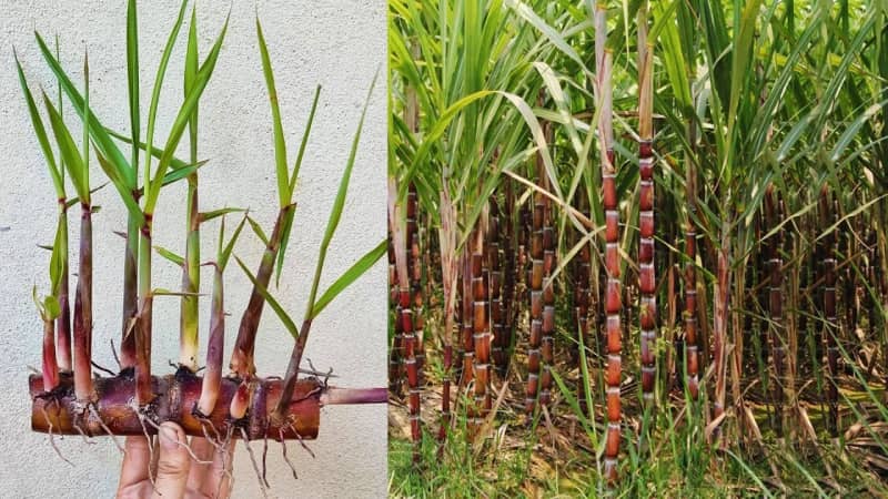 Sugarcane: गन्ने की इस किस्म से गुड़ बनाकर किसान हो रहे हैं मालामाल, जानें क्या है खासियत