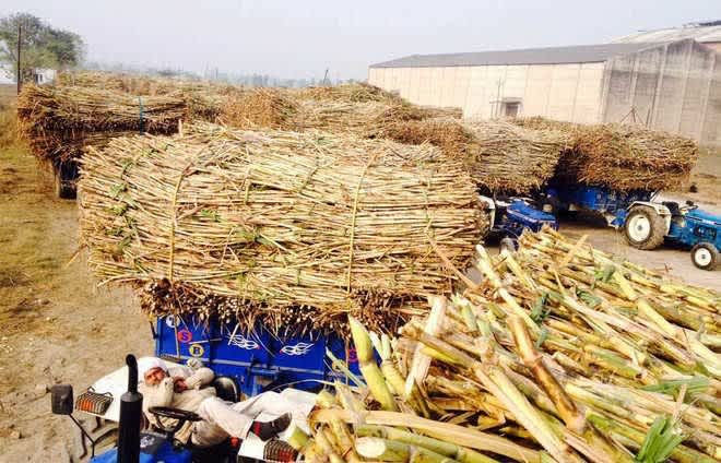 Morinda sugar mill achieves highest recovery