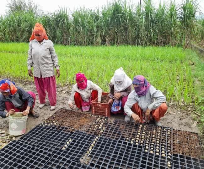 Sugarcane Nursery: गन्ने की पौध ने महिलाओं की आमदनी बढ़ाई, सालाना 80 लाख पौध उत्पादन से आत्मनिर्भर हो रही महिला शक्ति