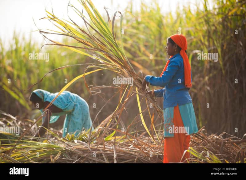 गन्ना उत्पादन बढ़ाने के लिए 'क्रांतिग्रानी' फैक्ट्री द्वारा विकास योजना: विधायक अरुण लाड