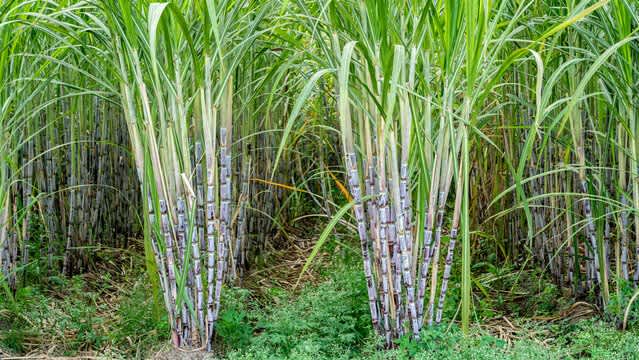 Punjab govt hikes sugarcane price by Rs 11 per quintal to Rs 391