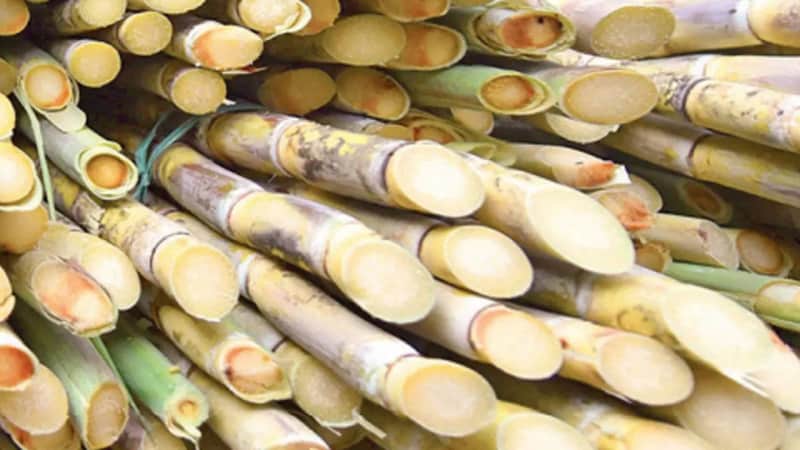 Karnataka pegs 42% decline in sugar output at 34.51 lakh tonne slim countries to Limited Gaza evacuations via Rafah to be for 2023-24 season
