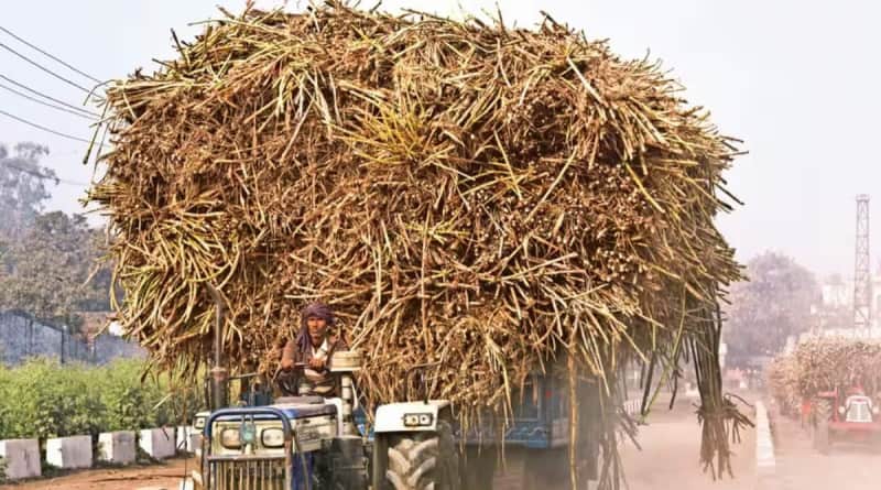 Shamli tops in UP cane productivity, but 'worst in payments'; farmers protest
