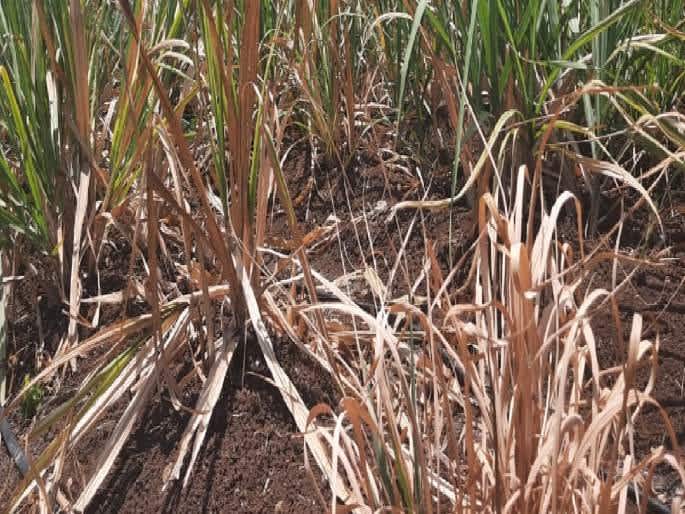 Kolhapur: Farmers struggle to save sugarcane crops without rain and electricity