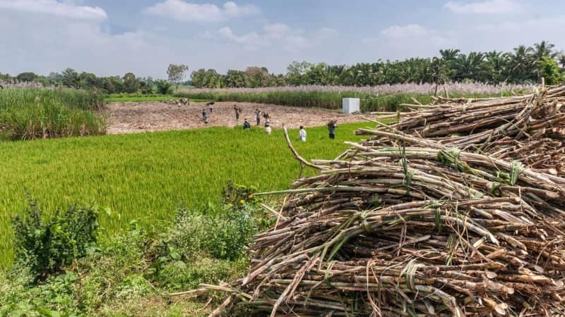 Maha Sugar Production All-time High This Year: Official