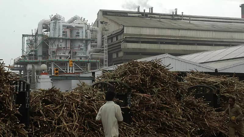 Sugar stocks rally on higher ethanol demand