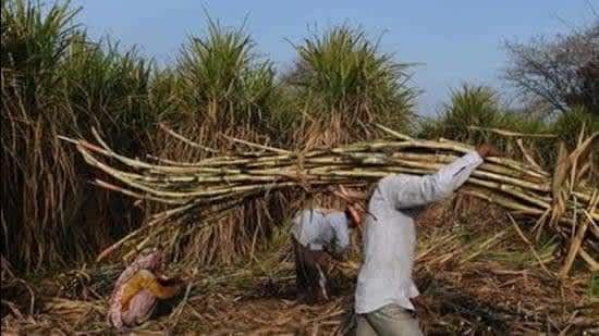 Sugarcane production set to rise by over 20% in next crop cycle