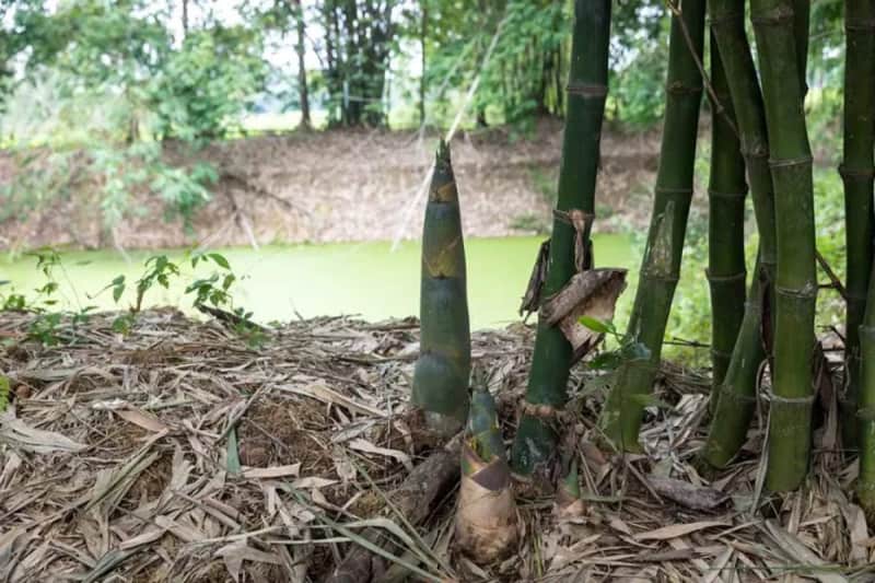First Ethanol Refinery To Produce 30K Litre From Bamboo To Come Up In India