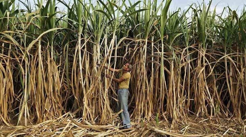Maharashtra govt allows payment of ‘Premium’ for additional sugar recovery on basis of final recovery of operational crushing season