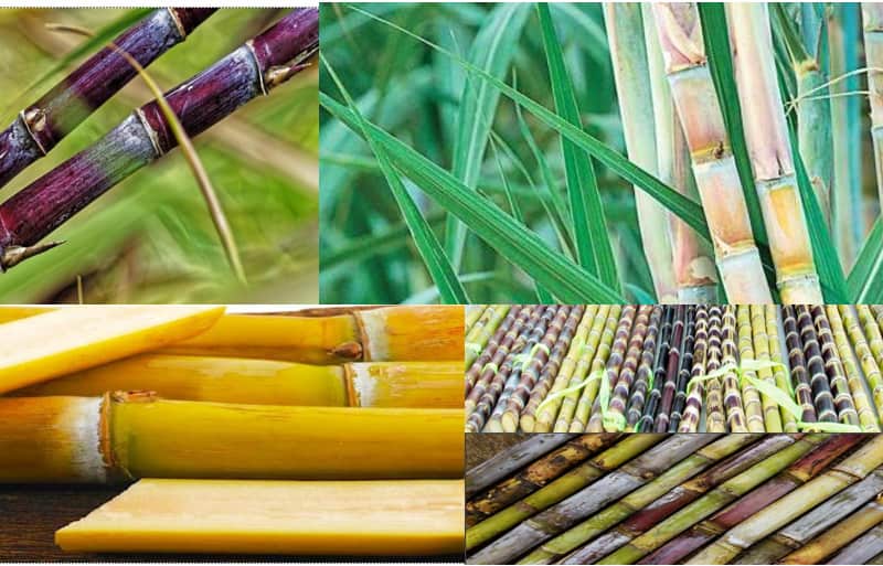 Sugar production at state mills lowest in a decade