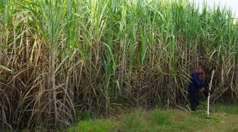 Demand for ethanol not to impact ‘sugar’ supply