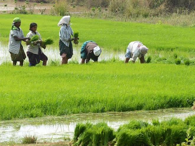 PM Modi's Vow To UP's Sugarcane Farmers