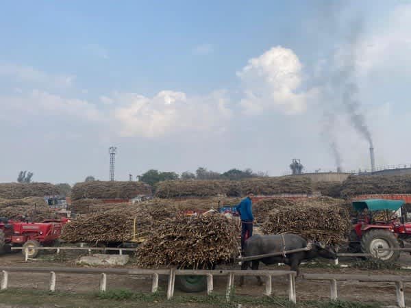 UP: Mawana Sugarcane Farmers Hail Yogi Govt for Fast Payment of Dues, Express Concern on Electricity Rate