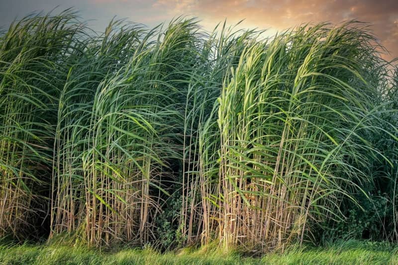 Brazil Sugar Production Headed for Another Drop