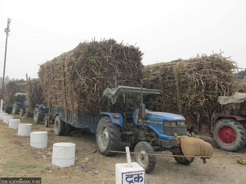 Kathmandu: Sugarcane farmers begin harvest after new rate fixed