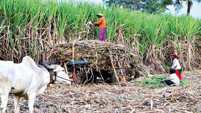 ‘Top cane producer’ tag lost, Maha to study UP model