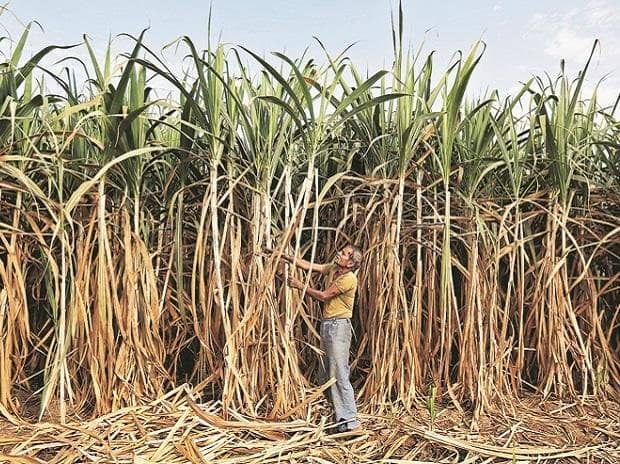 UP To Impound Bajaj Hindusthan's Rs 1,000 Crore To Pay Sugarcane Farmers –